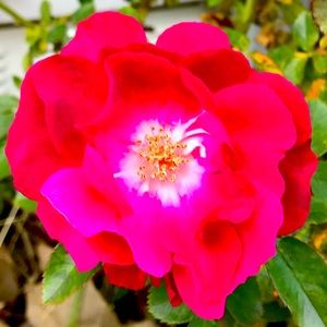 Meet your Posher, Lucy